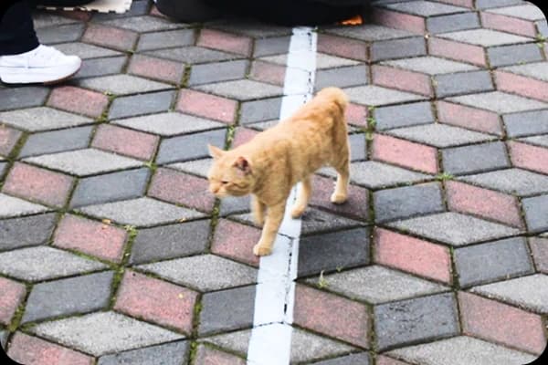 kucing event